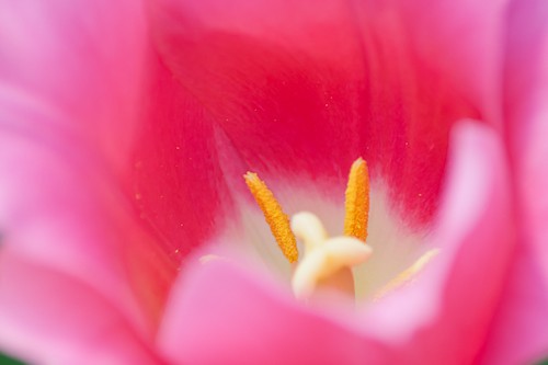 pistilli di tulipano