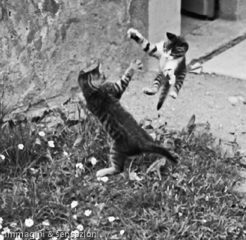 gattini che saltano