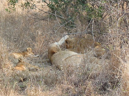 allattamento leone