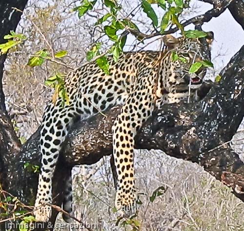 leopardo su ramo