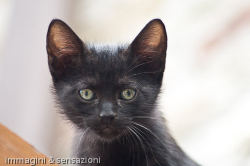 ritratto di gattino nero