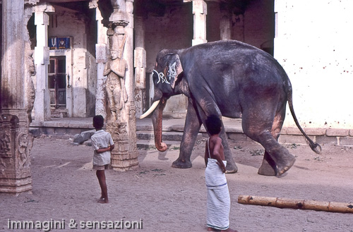 elefante che passeggia