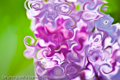 colori viola lilla