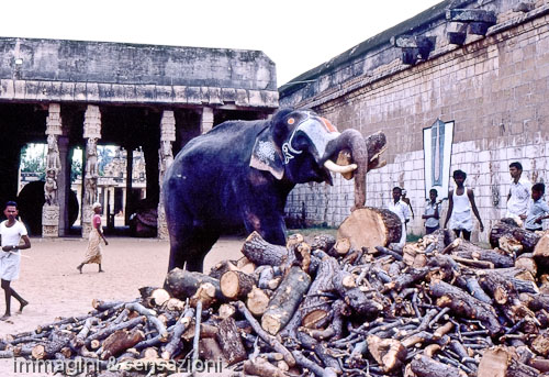 elefante raccoglie tronco