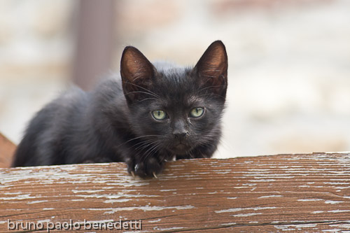 cucciolo di gatto nero
