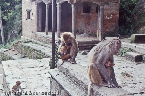 scimmie che allattano